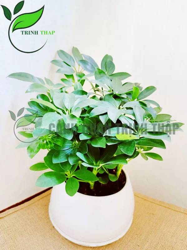 Sản phẩm ngu gia bi 6.jpg — Công Ty TNHH Cảnh Quan Trịnh Thập — MST 0108236265
