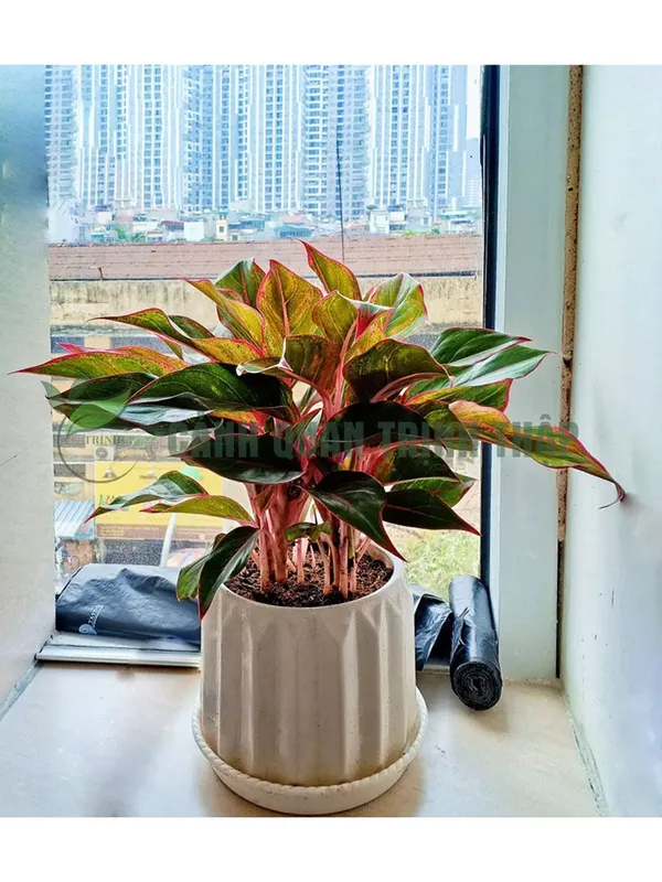 Sản phẩm phu quy 4.jpg — Công Ty TNHH Cảnh Quan Trịnh Thập — MST 0108236265