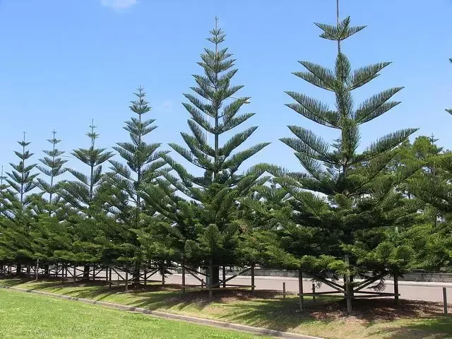 Sản phẩm tung bach tan 3.jpg — Công Ty TNHH Cảnh Quan Trịnh Thập — MST 0108236265