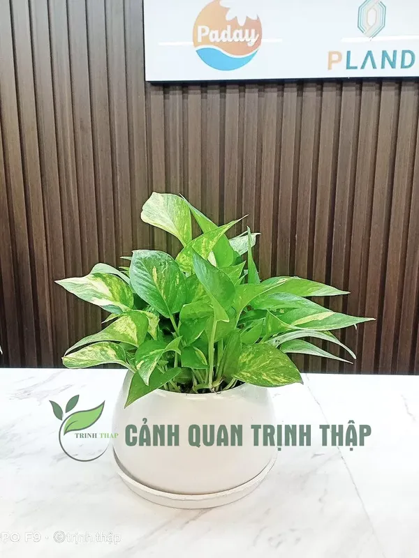 Sản phẩm van nien thanh de ban 15.jpg — Công Ty TNHH Cảnh Quan Trịnh Thập — MST 0108236265