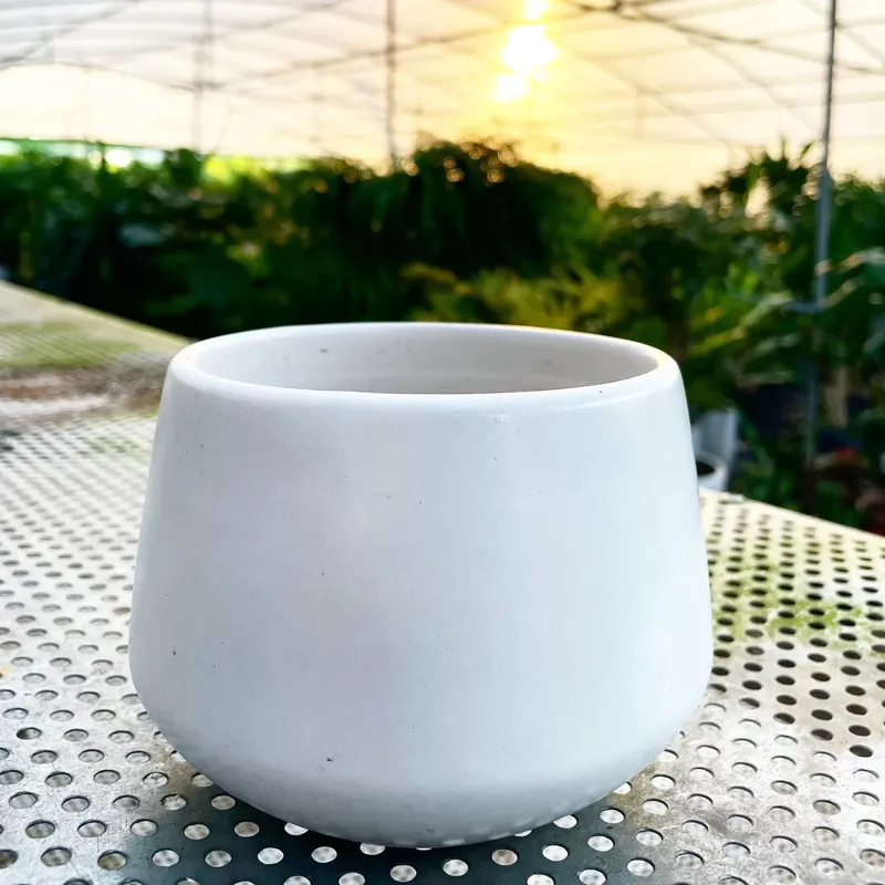 Sản phẩm z3805635203162_b0e46fe606bb4291d87712a14b4d5ea4.jpg — Công Ty TNHH Cảnh Quan Trịnh Thập — MST 0108236265