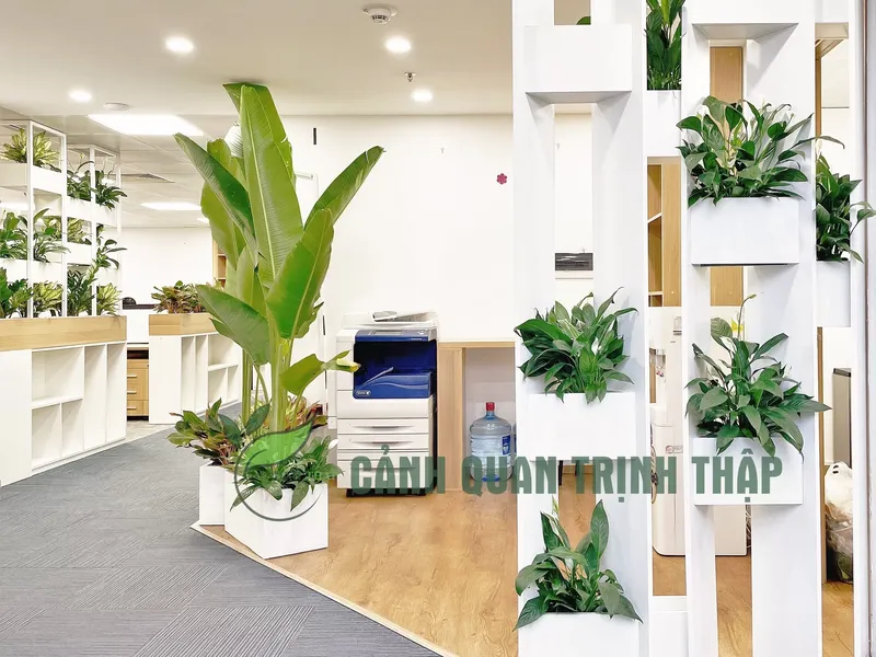 Sản phẩm cho thue cay canh vp.jpg — Công Ty TNHH Cảnh Quan Trịnh Thập — MST 0108236265