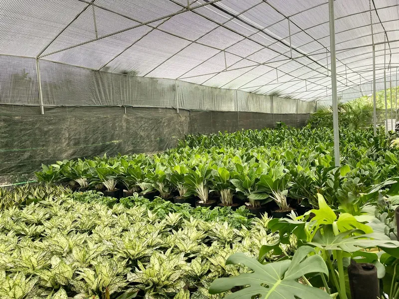Sản phẩm cung cap cay xanh.jpg — Công Ty TNHH Cảnh Quan Trịnh Thập — MST 0108236265