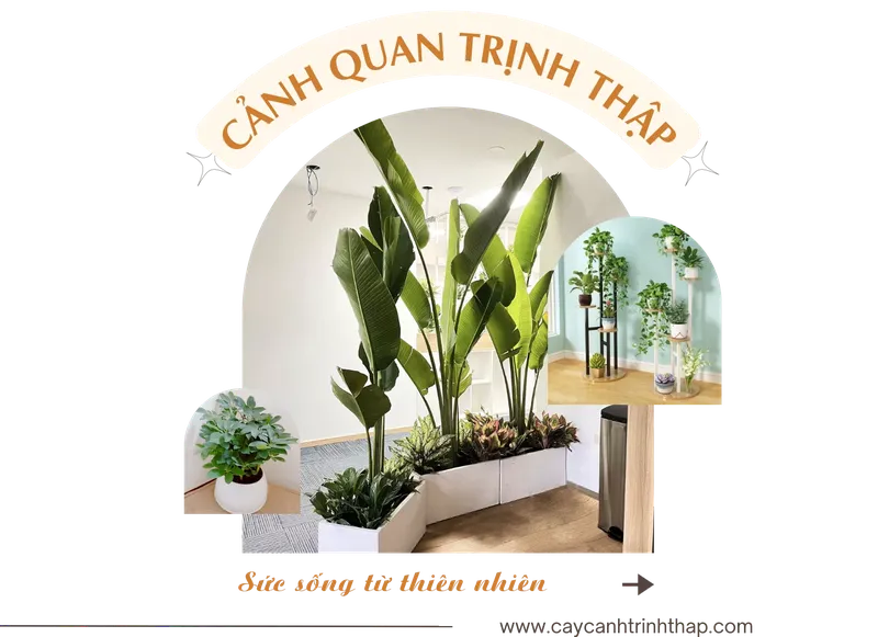 Sản phẩm gioi thieu canh quan trinh thap.png — Công Ty TNHH Cảnh Quan Trịnh Thập — MST 0108236265