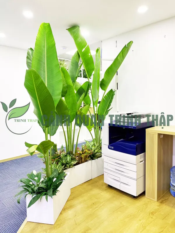 Sản phẩm chuoi 1.1 scaled.jpg — Công Ty TNHH Cảnh Quan Trịnh Thập — MST 0108236265