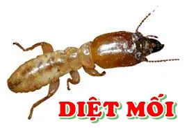 Sản phẩm diet moi tai bac giang — Diệt Mối Bảo Toàn Việt - Công Ty TNHH Diệt Trừ Mối Bảo Toàn Việt — MST 0108273997
