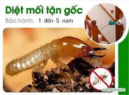 Sản phẩm diet moi tai txben cat bd — Diệt Mối Bảo Toàn Việt - Công Ty TNHH Diệt Trừ Mối Bảo Toàn Việt — MST 0108273997