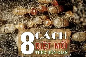 Sản phẩm diet moi tan goc quan 2 — Diệt Mối Bảo Toàn Việt - Công Ty TNHH Diệt Trừ Mối Bảo Toàn Việt — MST 0108273997
