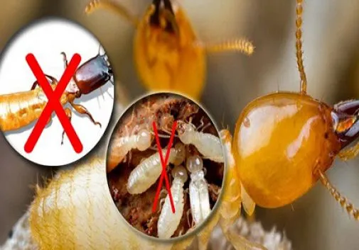 Sản phẩm diet moi tan goc tai bac kan — Diệt Mối Bảo Toàn Việt - Công Ty TNHH Diệt Trừ Mối Bảo Toàn Việt — MST 0108273997