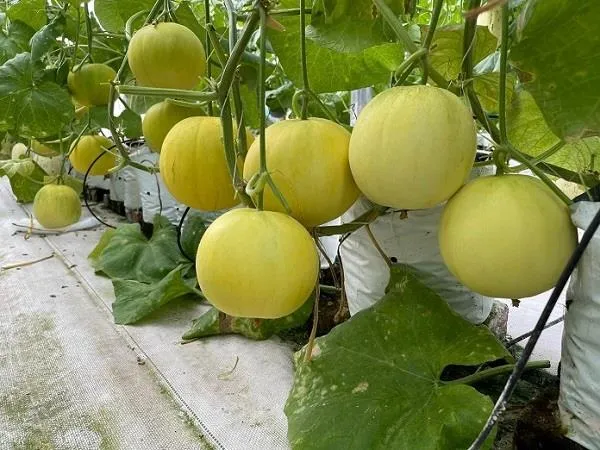 Sản phẩm img 3573jpg — Công Ty TNHH Nông Nghiệp Kaizen — MST 0108304941