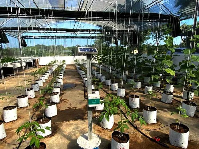 Sản phẩm thai nguyen 5 1 — Công Ty TNHH Nông Nghiệp Kaizen — MST 0108304941
