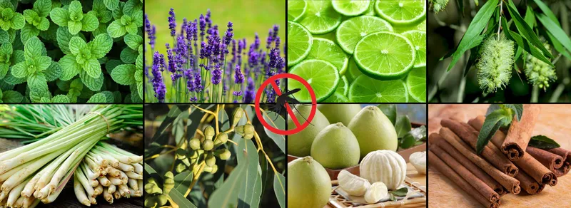 Sản phẩm no mosquito dark — Công Ty TNHH Cảm Giác Thiên Nhiên — MST 0108421081