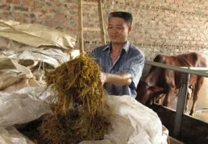 Sản phẩm u chua co voi 300x209 — Công Ty TNHH Dịch Vụ Sản Xuất Thương Mại Xuất Nhập Khẩu Bình Minh — MST 0108457948