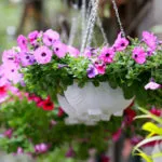 Sản phẩm cây dạ yến thảo 150x150 — Công Ty TNHH Kiến Trúc Cảnh Quan Ecogarden — MST 0108561875