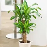 Sản phẩm 0d1794ff6e7a5ee57b8322c970ec5d95 150x150 — Công Ty TNHH Kiến Trúc Cảnh Quan Ecogarden — MST 0108561875