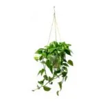 Sản phẩm 355cbe0b4e8b9a60814d5015424fd46e 150x150 — Công Ty TNHH Kiến Trúc Cảnh Quan Ecogarden — MST 0108561875