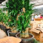 Sản phẩm IMG_1588 150x150 — Công Ty TNHH Kiến Trúc Cảnh Quan Ecogarden — MST 0108561875