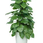 Sản phẩm cay trau ba cot 3 1542357952 150x150 — Công Ty TNHH Kiến Trúc Cảnh Quan Ecogarden — MST 0108561875