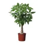 Sản phẩm ce57d0d52f7642ca7e792886a6deea7f 150x150 — Công Ty TNHH Kiến Trúc Cảnh Quan Ecogarden — MST 0108561875