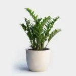 Sản phẩm f6411b88151986328303edb79491b789 150x150 — Công Ty TNHH Kiến Trúc Cảnh Quan Ecogarden — MST 0108561875