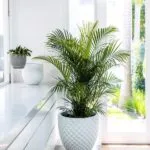 Sản phẩm fb32a85a4491616b6483877c09f301be 150x150 — Công Ty TNHH Kiến Trúc Cảnh Quan Ecogarden — MST 0108561875