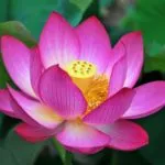 Sản phẩm 1 15 150x150 — Công Ty TNHH Kiến Trúc Cảnh Quan Ecogarden — MST 0108561875