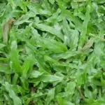 Sản phẩm co la gung la tre 150x150 — Công Ty TNHH Kiến Trúc Cảnh Quan Ecogarden — MST 0108561875