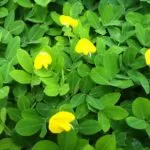 Sản phẩm co la lac2 768x574 150x150 — Công Ty TNHH Kiến Trúc Cảnh Quan Ecogarden — MST 0108561875