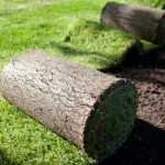 Sản phẩm co nhung 150x150 — Công Ty TNHH Kiến Trúc Cảnh Quan Ecogarden — MST 0108561875