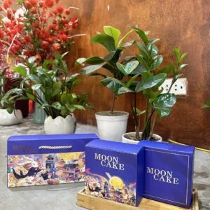Sản phẩm z5474260787097_1c85269b8865f0e40869ad2d1adc46ec 300x300 — Công Ty Cổ Phần Nosava — MST 0108649992