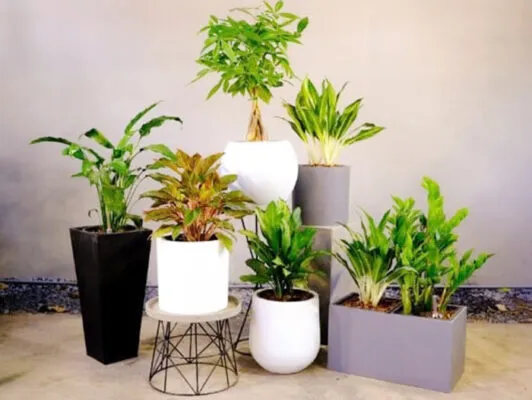 Sản phẩm chia se cho ban mot so tieu chi chon chau trong cay canh phu hop 2 532x400 — Công Ty TNHH Thương Mại Và Dịch Vụ HC Việt Nam — MST 0108738378