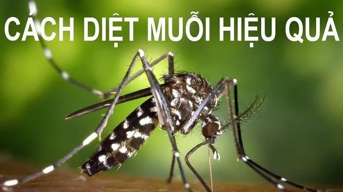 Sản phẩm Tim hieu ve nhung cach diet muoi hieu qua nhat — Công Ty CP Dịch Vụ Và Thương Mại Starsclean — MST 0108749891