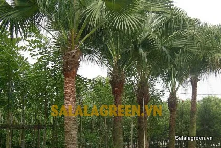 Sản phẩm livistonia chinensis 002 — Công Ty Cổ Phần Đầu Tư Và Phát Triển Salalagreen — MST 0108804207