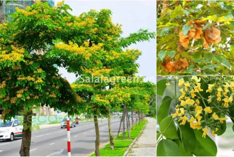 Sản phẩm salalagreen12_cay_canh_dep 470x315 — Công Ty Cổ Phần Đầu Tư Và Phát Triển Salalagreen — MST 0108804207