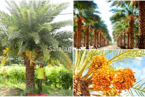 Sản phẩm salalagreen1_cay_canh_dep 472x318 — Công Ty Cổ Phần Đầu Tư Và Phát Triển Salalagreen — MST 0108804207