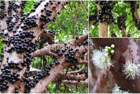 Sản phẩm salalagreen23_cay_canh_dep 470x315 — Công Ty Cổ Phần Đầu Tư Và Phát Triển Salalagreen — MST 0108804207