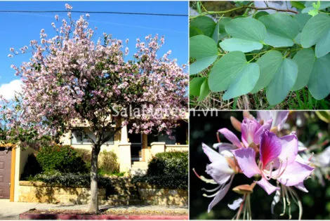 Sản phẩm salalagreen3_cay_canh_dep 470x315 — Công Ty Cổ Phần Đầu Tư Và Phát Triển Salalagreen — MST 0108804207