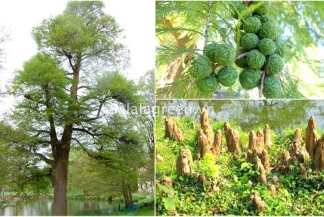 Sản phẩm salalagreen7_cay_canh_dep 470x315 — Công Ty Cổ Phần Đầu Tư Và Phát Triển Salalagreen — MST 0108804207
