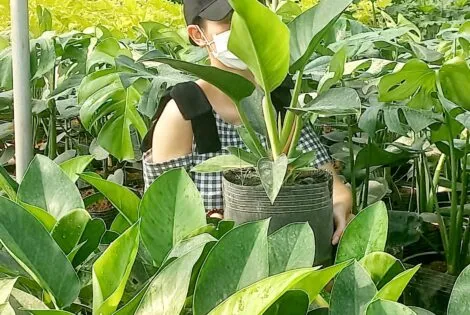 Sản phẩm 1 20230601_154930 470x315 — Công Ty Cổ Phần Đầu Tư Và Phát Triển Salalagreen — MST 0108804207