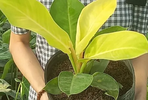 Sản phẩm 1 20230601_155119 472x318 — Công Ty Cổ Phần Đầu Tư Và Phát Triển Salalagreen — MST 0108804207