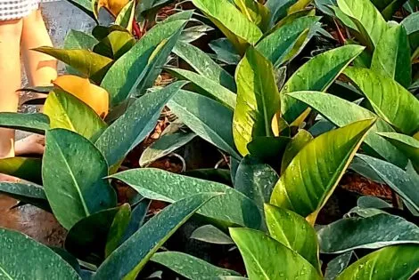Sản phẩm 1 20230601_161413 470x315 — Công Ty Cổ Phần Đầu Tư Và Phát Triển Salalagreen — MST 0108804207