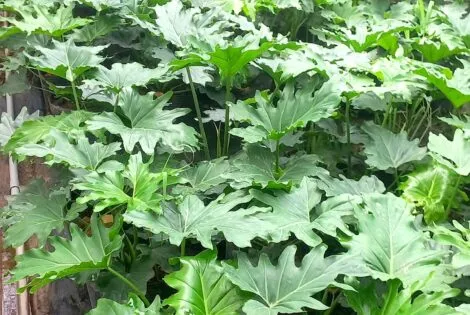 Sản phẩm Trau ba thanh xuan 6 470x315 — Công Ty Cổ Phần Đầu Tư Và Phát Triển Salalagreen — MST 0108804207