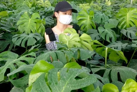 Sản phẩm cay trau ba nam my monstera s 1 472x318 — Công Ty Cổ Phần Đầu Tư Và Phát Triển Salalagreen — MST 0108804207