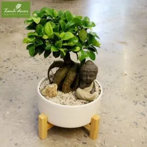 Sản phẩm IMG_4417 300x300 — Xanhdecor - Tiệm Cây Xanh — MST 0108807744