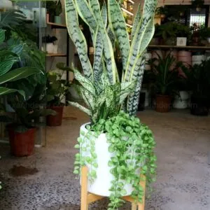 Sản phẩm IMG_4894 300x300 — Xanhdecor - Tiệm Cây Xanh — MST 0108807744