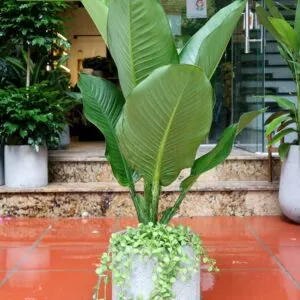 Sản phẩm IMG_4968 300x300 — Xanhdecor - Tiệm Cây Xanh — MST 0108807744