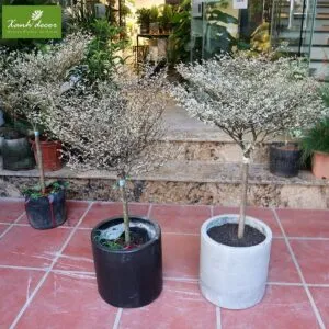 Sản phẩm cay bang nhat ban la cam thach 300x300 — Xanhdecor - Tiệm Cây Xanh — MST 0108807744