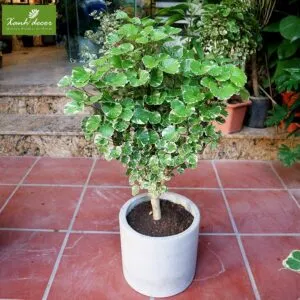 Sản phẩm cay djinh lang cam thach chau xi mang 2 300x300 — Xanhdecor - Tiệm Cây Xanh — MST 0108807744