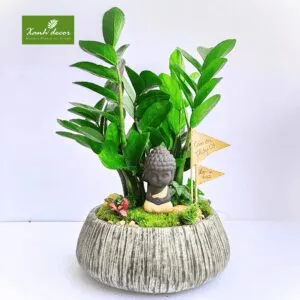 Sản phẩm tieu canh 6 300x300 — Xanhdecor - Tiệm Cây Xanh — MST 0108807744
