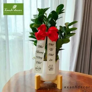 Sản phẩm 1 300x300 — Xanhdecor - Tiệm Cây Xanh — MST 0108807744